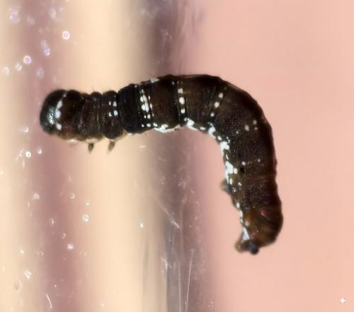 Réf. 363 976 : Lycia hirtaria